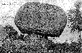 Le champignon ( route de Berrien)