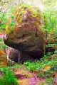 la tortue